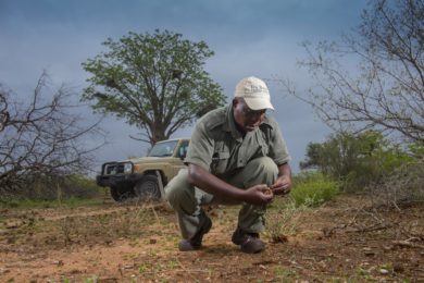 De Beers drives biodiversity from ground up