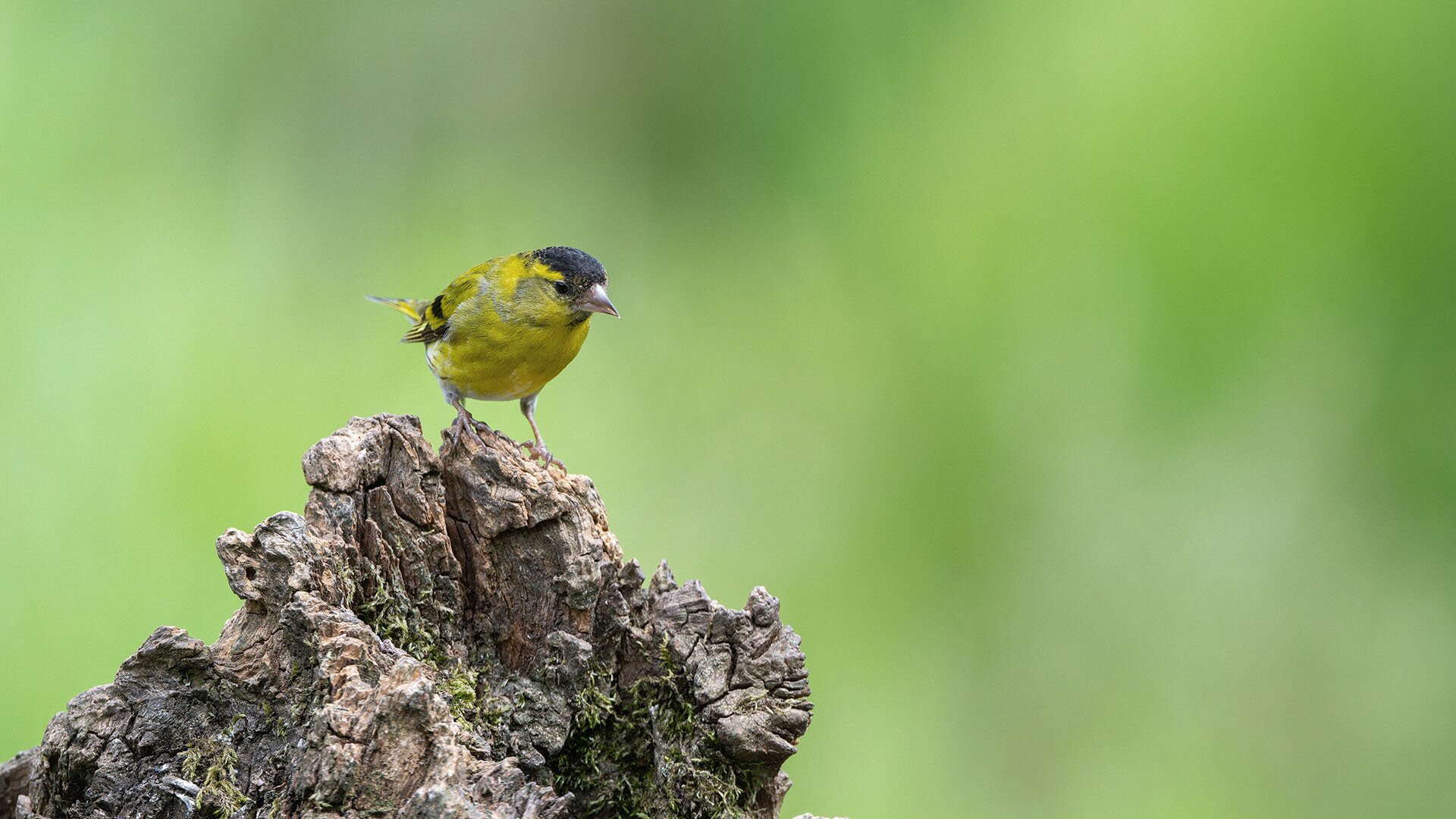 ICMM offers up Taskforce on Nature-related Financial Disclosures guidance - International Mining